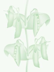 Sukkererter
